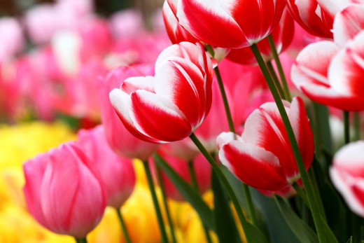 583642 (a): :2500x1667
